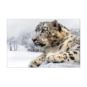 Schneeleopard, Winter, creativ, schnee, frost, animals