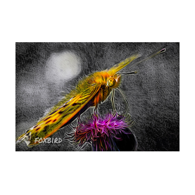 falter, kaisermantel, art, künstlerisch, butterfly, schmetterling